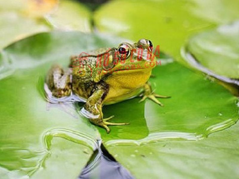 ý nghĩa phong thủy về ếch