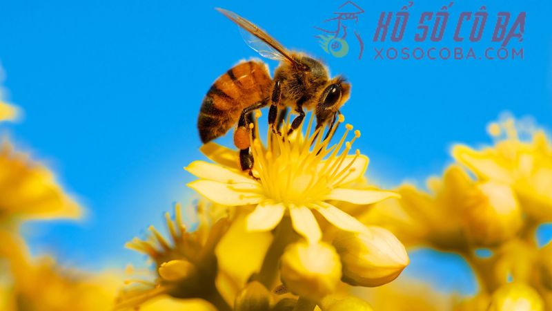 giải mã chi tiết ý nghĩa giấc mơ thấy ong