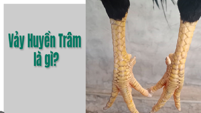 Vảy Gà Huyền Trâm: Bí Quyết Nhận Biết Và Chăm Sóc Gà Chọi